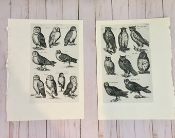 Vintage Owl Prints ~ Various Owls Vintage Prints ~ Joannes Jonstonius ~ Ready to Frame ~ Black and White Engravings ~ Bird Wall Art ~ Owls