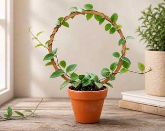 Minimalist Plant Trellis Hoop Modern Hoya Climbing Frame Small Plant Support