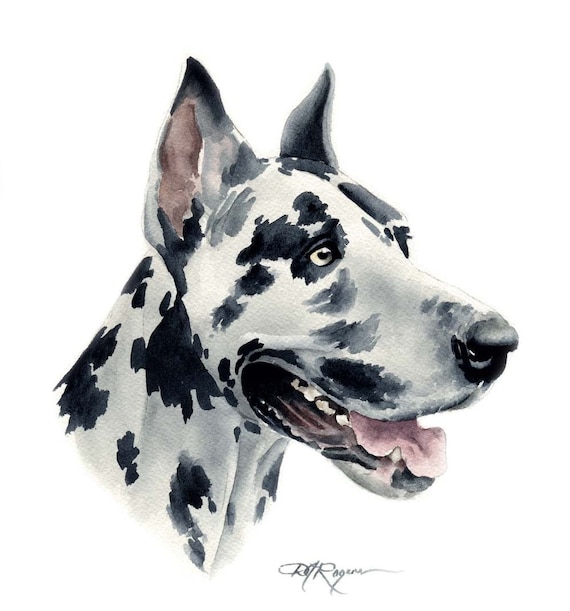 BLACK GREAT DANE Dog Painting ART 11 X 14 by Artist DJR