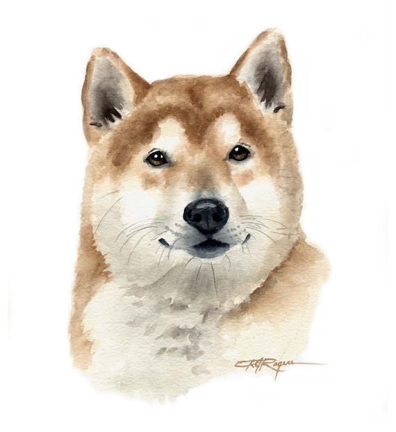 SHIBA INU Dog Watercolor Painting Art Print by Artist DJ Rogers