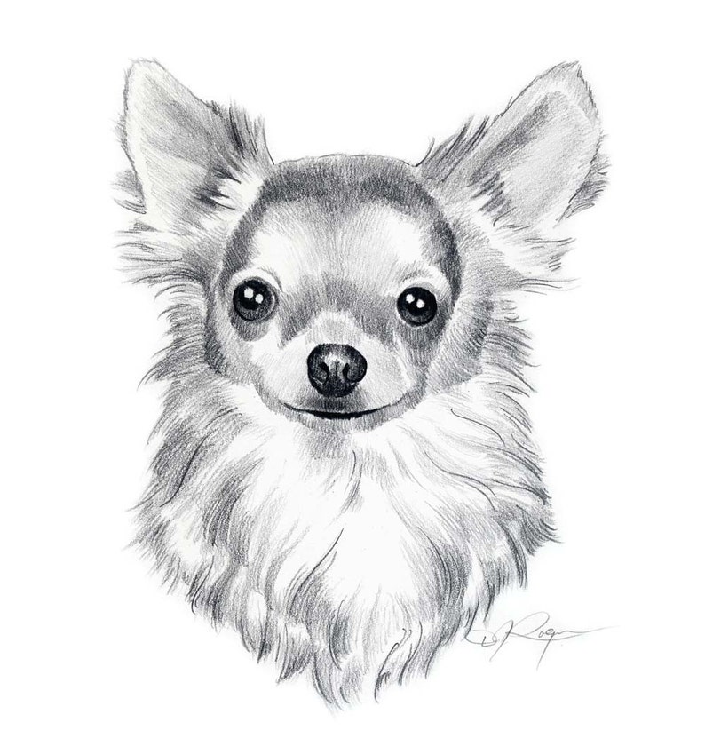 LONG COAT CHIHUAHUA Dog Pencil Drawing Art Print by Artist D J Rogers image 1