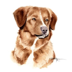 Toller Art Print Nova Scotia Duck Tolling Retriever by Watercolor Artist DJ Rogers