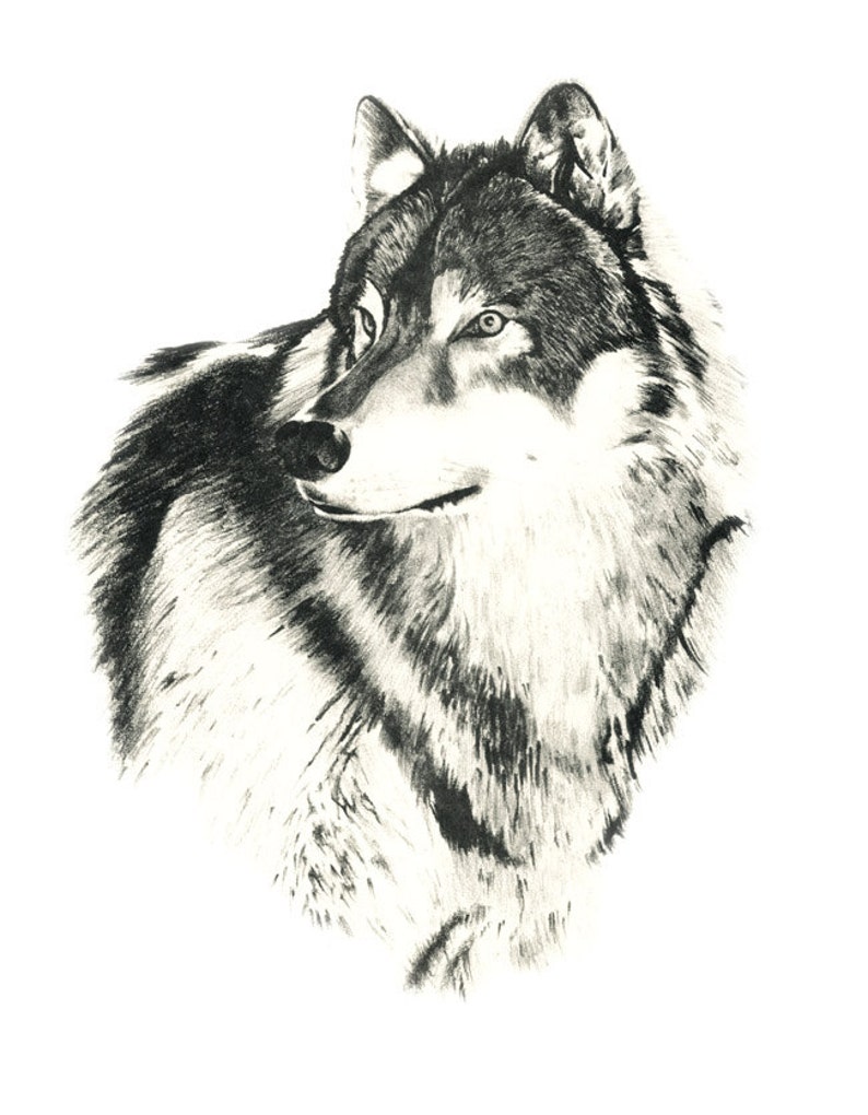 TIMBER WOLF Art Print Pencil Drawing by Artist DJ Rogers Etsy