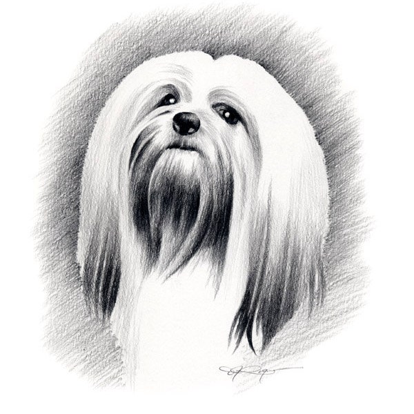 LHASA APSO Art Print by Artist DJ Rogers