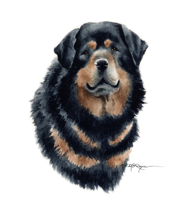 Tibetan Mastiff Art Print by Watercolor Artist DJ Rogers - Etsy