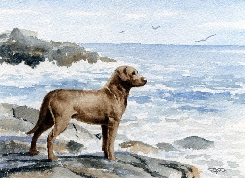 CHESAPEAKE BAY RETRIEVER Art Print Watercolor by Artist D J - Etsy