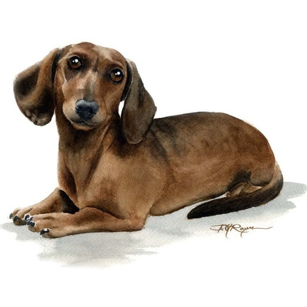 MINIATURE DACHSHUND Dog Watercolor Painting Art Print by Artist D J Rogers