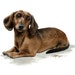 see more listings in the dogs section