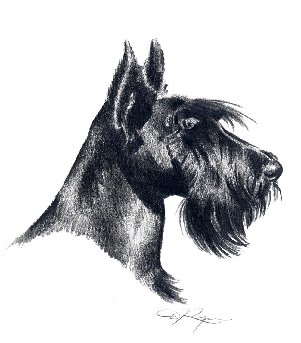 SCOTTISH TERRIER Dog Pencil Drawing Art Print by Artist DJ Etsy