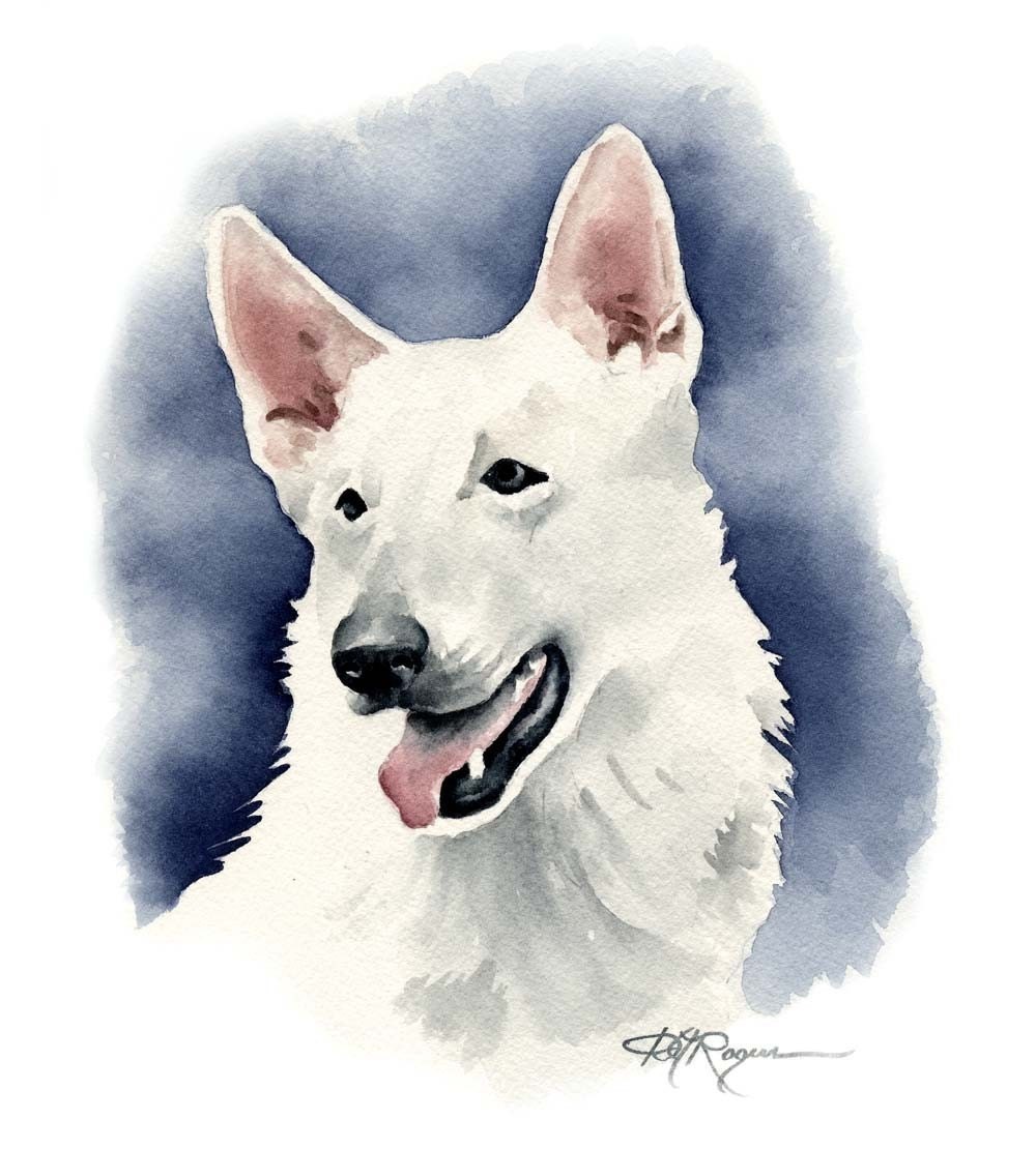 White German Shepherd Art Print by Watercolor Artist DJ Rogers