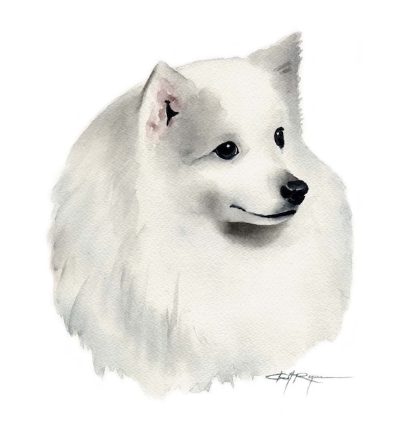 Japanese Spitz Dog Watercolor Painting Art Print By Artist Dj Etsy Japanese Spitz Dog Watercolor Painting Art Print By Artist Dj Etsy