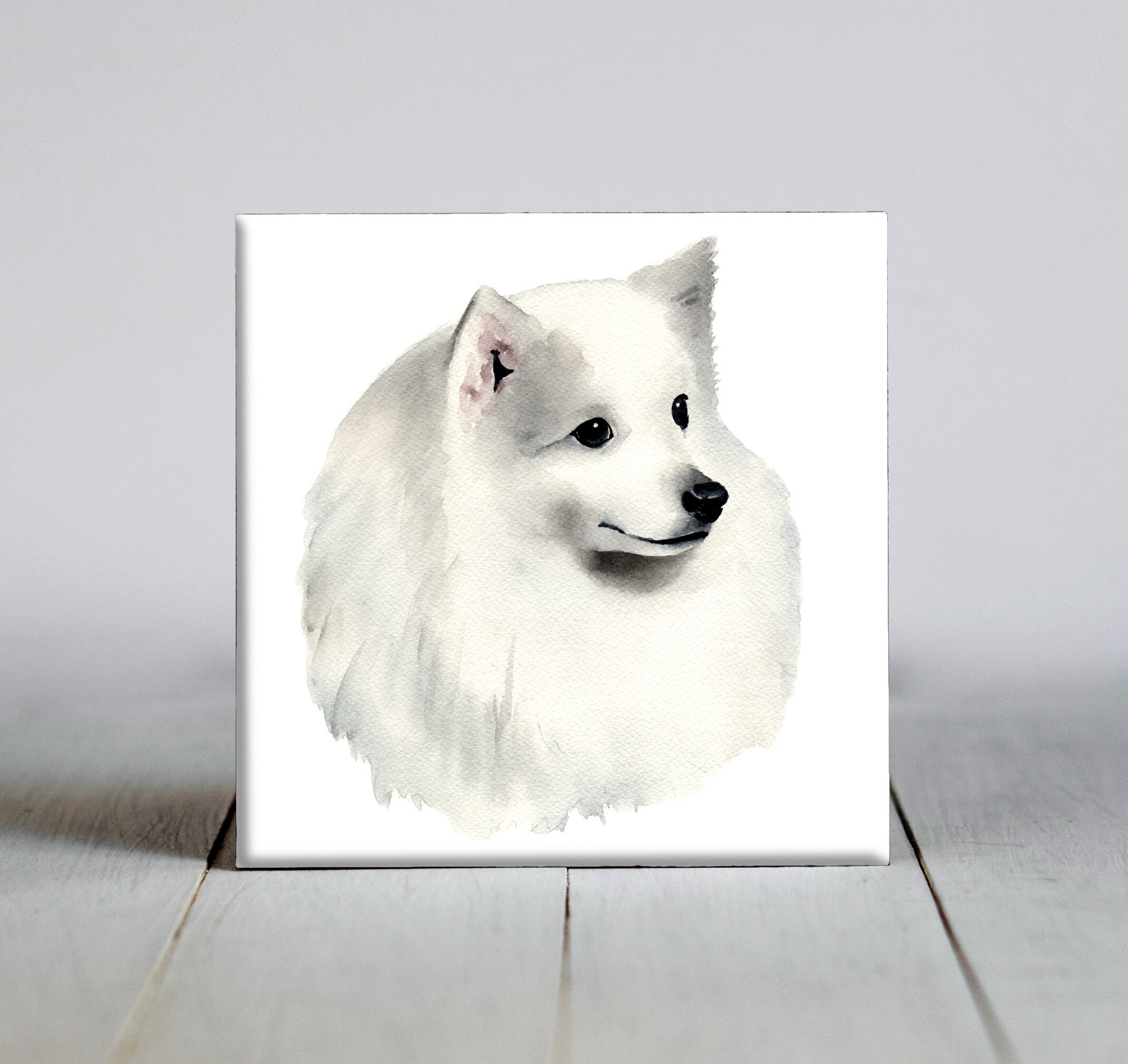 Labrador X Japanese Spitz