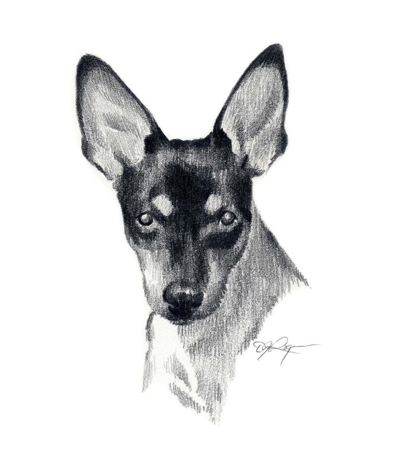 Toy Fox Terrier Pencil Drawing Art Print by Artist DJ Rogers Etsy