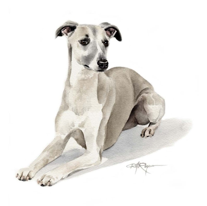 WHIPPET Dog Watercolor Painting ART Print by Artist DJ Rogers image 1