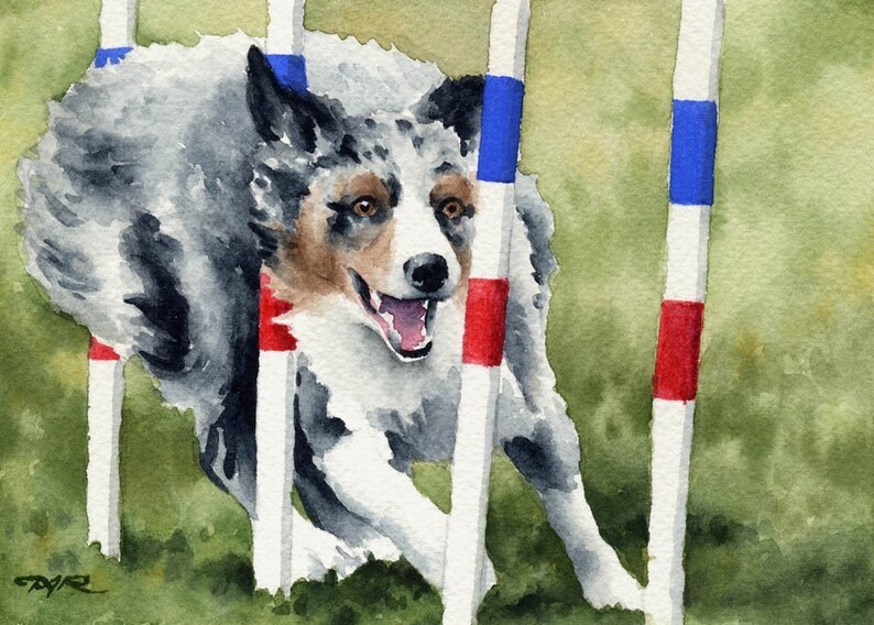 AUSTRALIAN SHEPHERD Art Print by Artist DJ Rogers Etsy