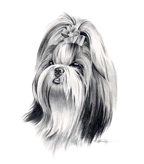 Shih Tzu Art Print Sepia Watercolor Painting by Artist DJR