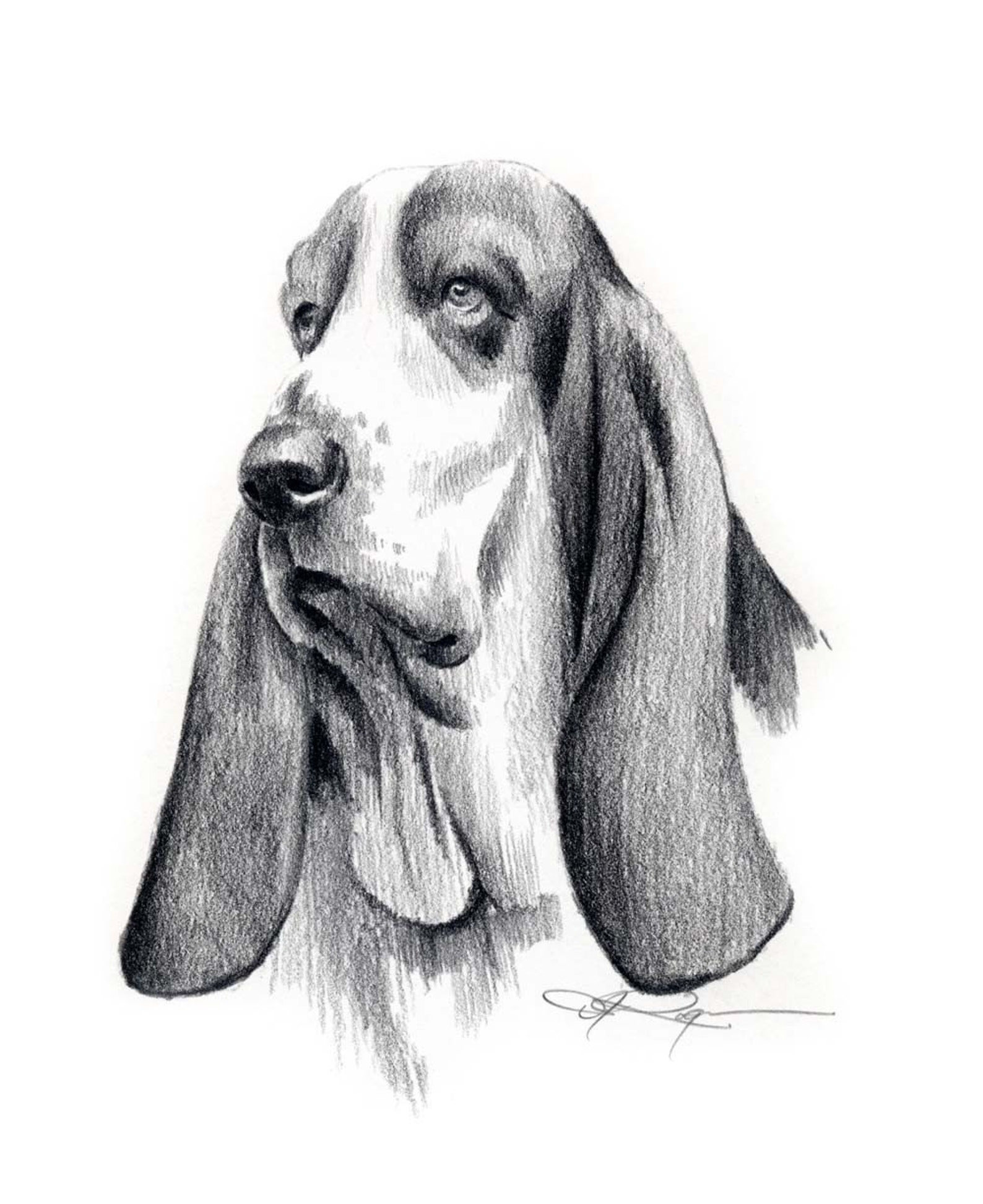 Рисунок бассет хаунд