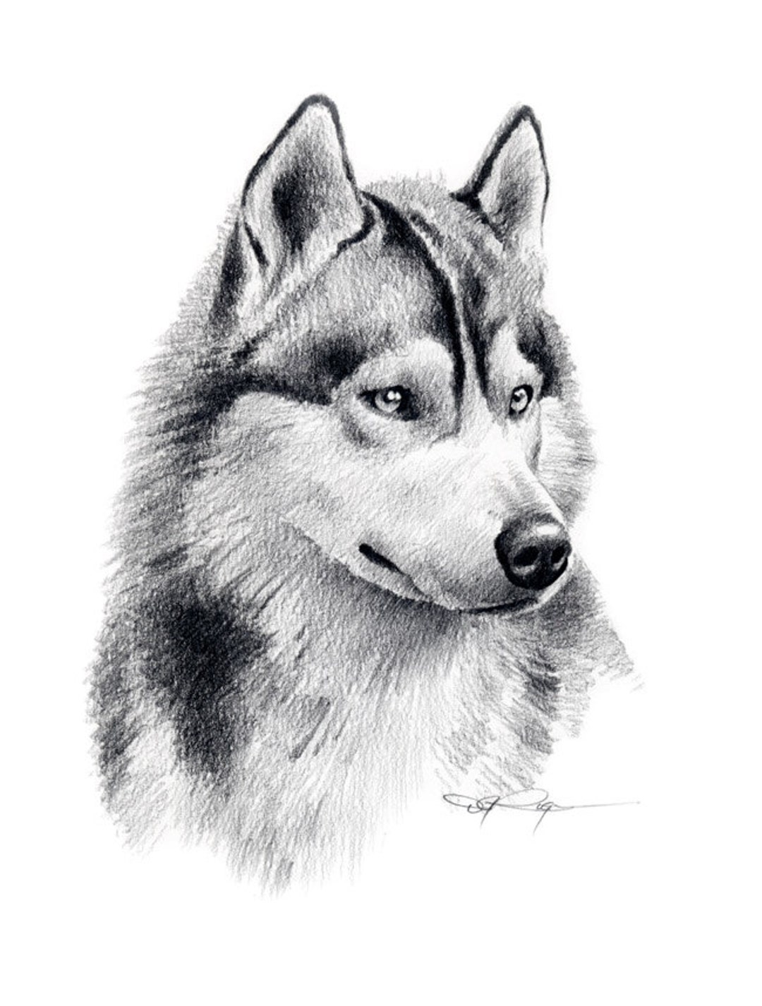How To Draw A Husky Dog Step By Step