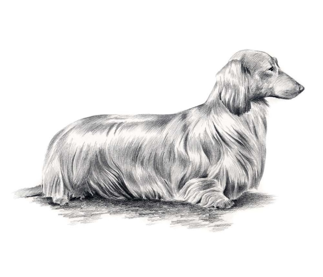 【CPGN STUDIO】DTP Sketch Puppy Long Sleeve Long Haired DACHSHUND Dog Pencil Drawing Art Print by Artist