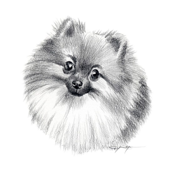 Roger the Chihuahua-Pomeranian Needs a Home
