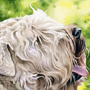 WHEATEN TERRIER Art Print by Watercolor Artist DJ Rogers