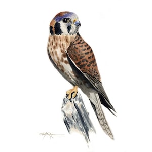 AMERICAN KESTREL Art Print by Artist DJ Rogers