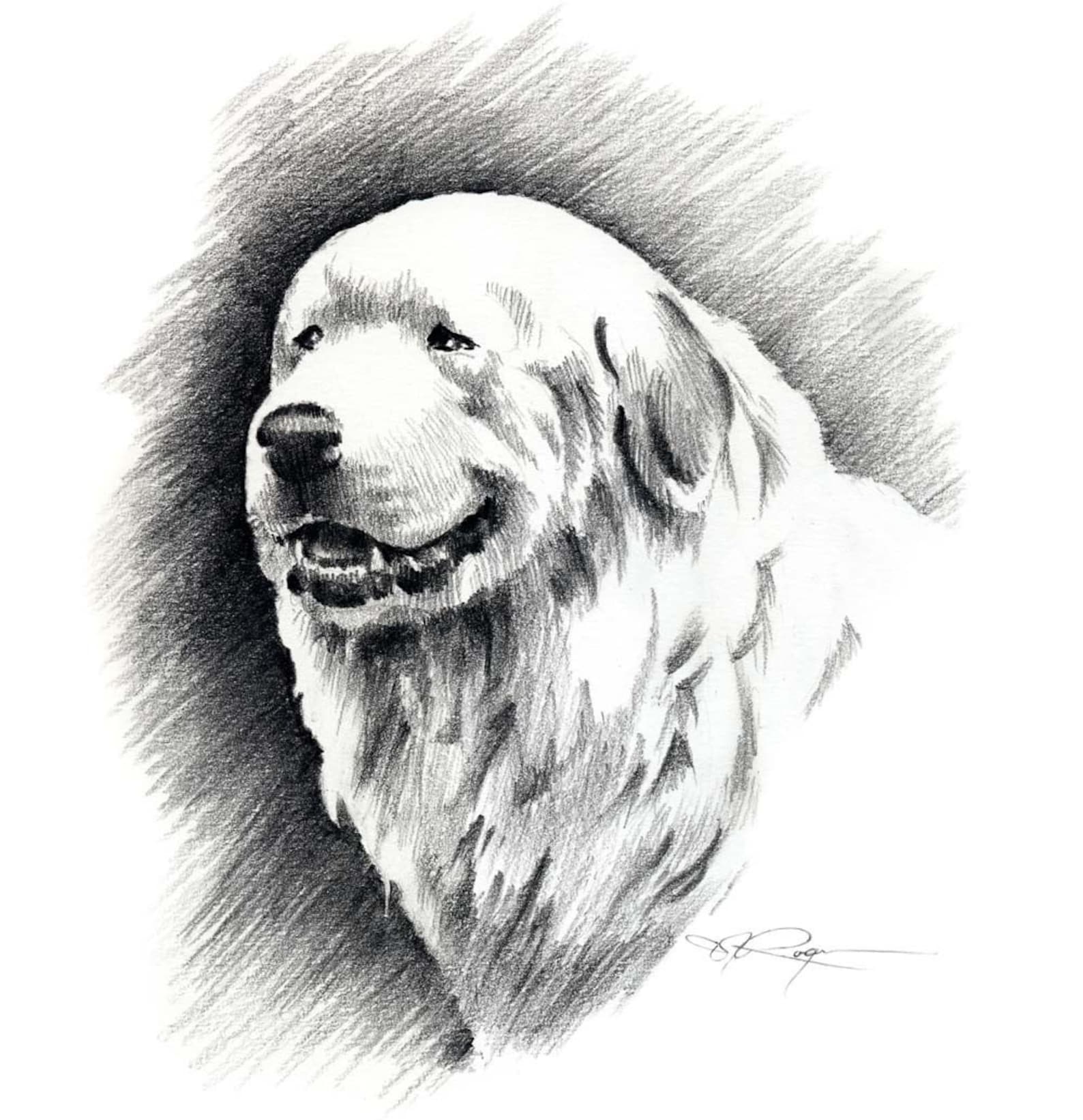 GREAT PYRENEES Pencil Drawing Art Print by Artist DJ Rogers Etsy