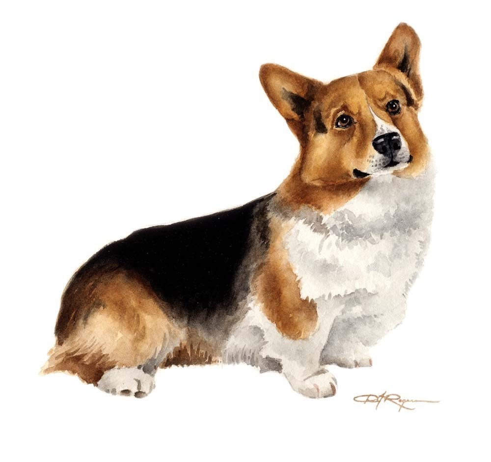 Welsh corgi puppy. Stylized watercolour digital illustration of a