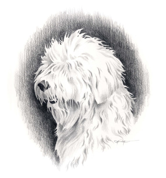old english sheepdog drawing