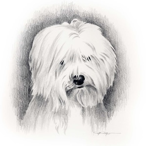 COTON DE TULEAR Dog Art Print par l’artiste D J Rogers