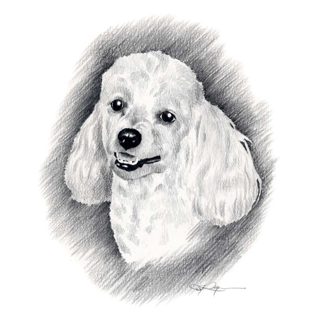 MINIATURE POODLE Dog Pencil Drawing Art Print by Artist DJ - Etsy