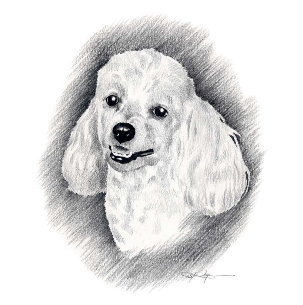 Poodle Dessin de type dedicace au feutre blanc sur papie…