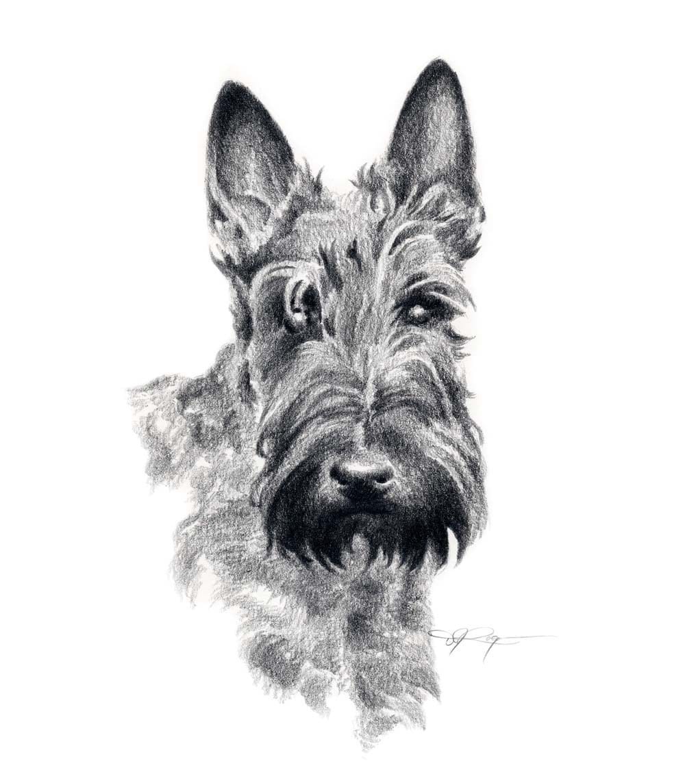 SCOTTISH TERRIER Dog Pencil Drawing Art Print by Artist DJ Etsy
