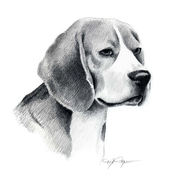 Beagle Kunstdruck Bleistiftzeichnung Von Kunstler Dj Rogers Etsy