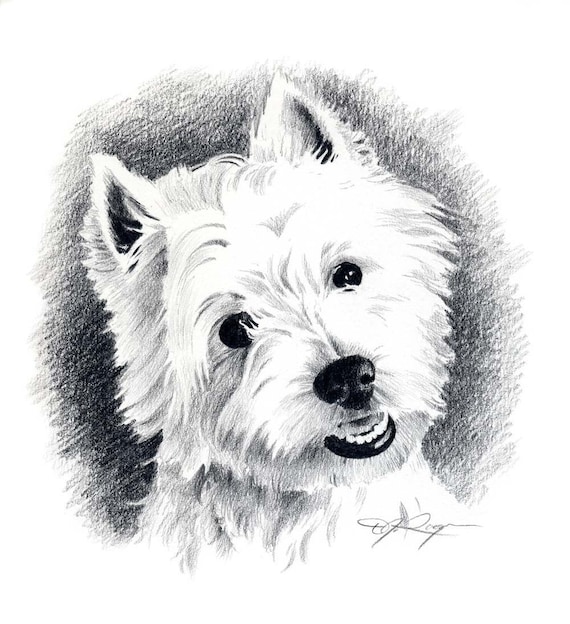 WEST HIGHLAND TERRIER Dog Pencil Drawing Art Print by Artist D J Rogers