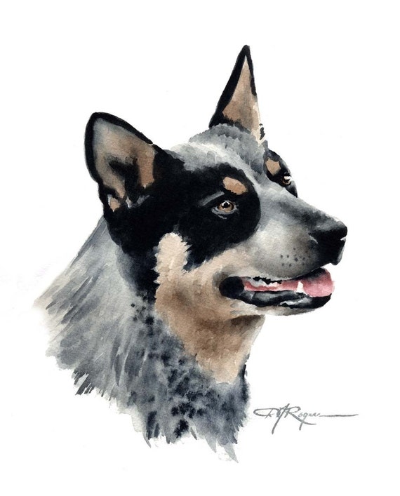AUSTRALIAN CATTLE DOG Art Print by Artist D J Rogers Etsy UK