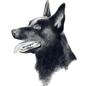 AUSTRALISCHE KELPIE Hund Kunstdruck von Künstler DJ Rogers