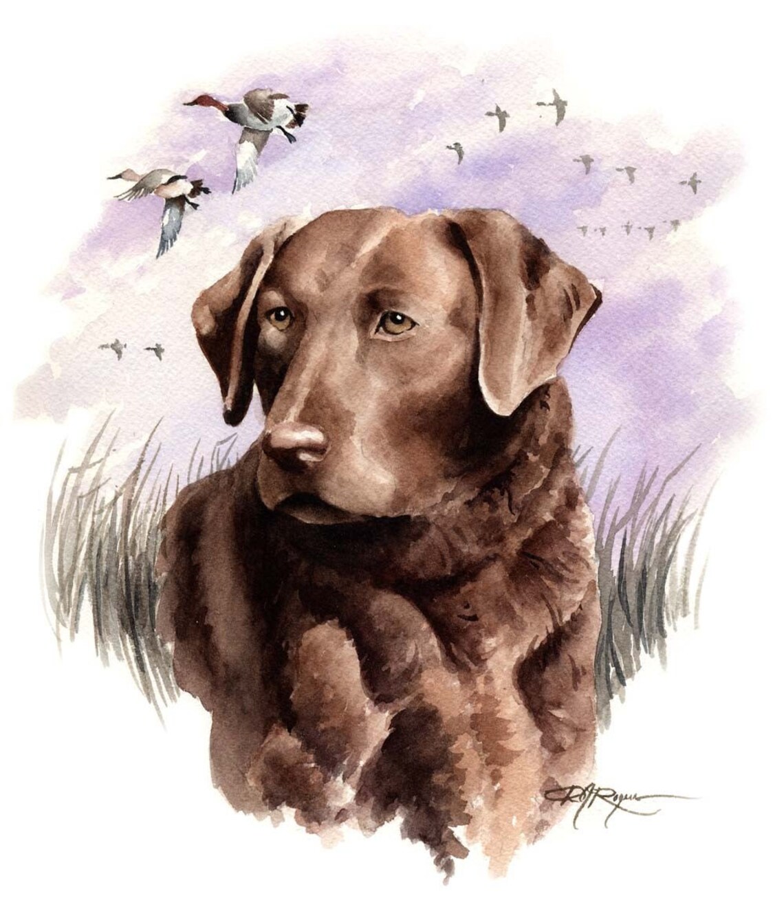 Chesapeake Bay Retriever Art Print by Watercolor Artist DJ - Etsy