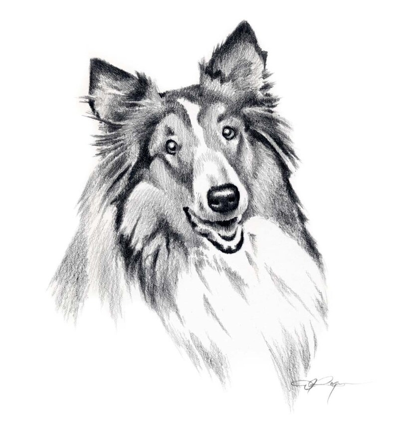 COLLIE Dog Art Print Pencil Drawing by Artist DJ Rogers Etsy