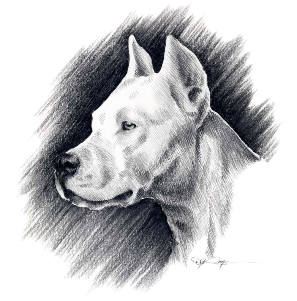 Dogo Argentino Dog Art Print Pencil Drawing By Artist Dj Etsy Dogo Argentino Dog Art Print Pencil Drawing By Artist Dj Etsy