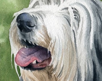 BEARDED COLLIE Art Print Watercolor by Artist DJ Rogers