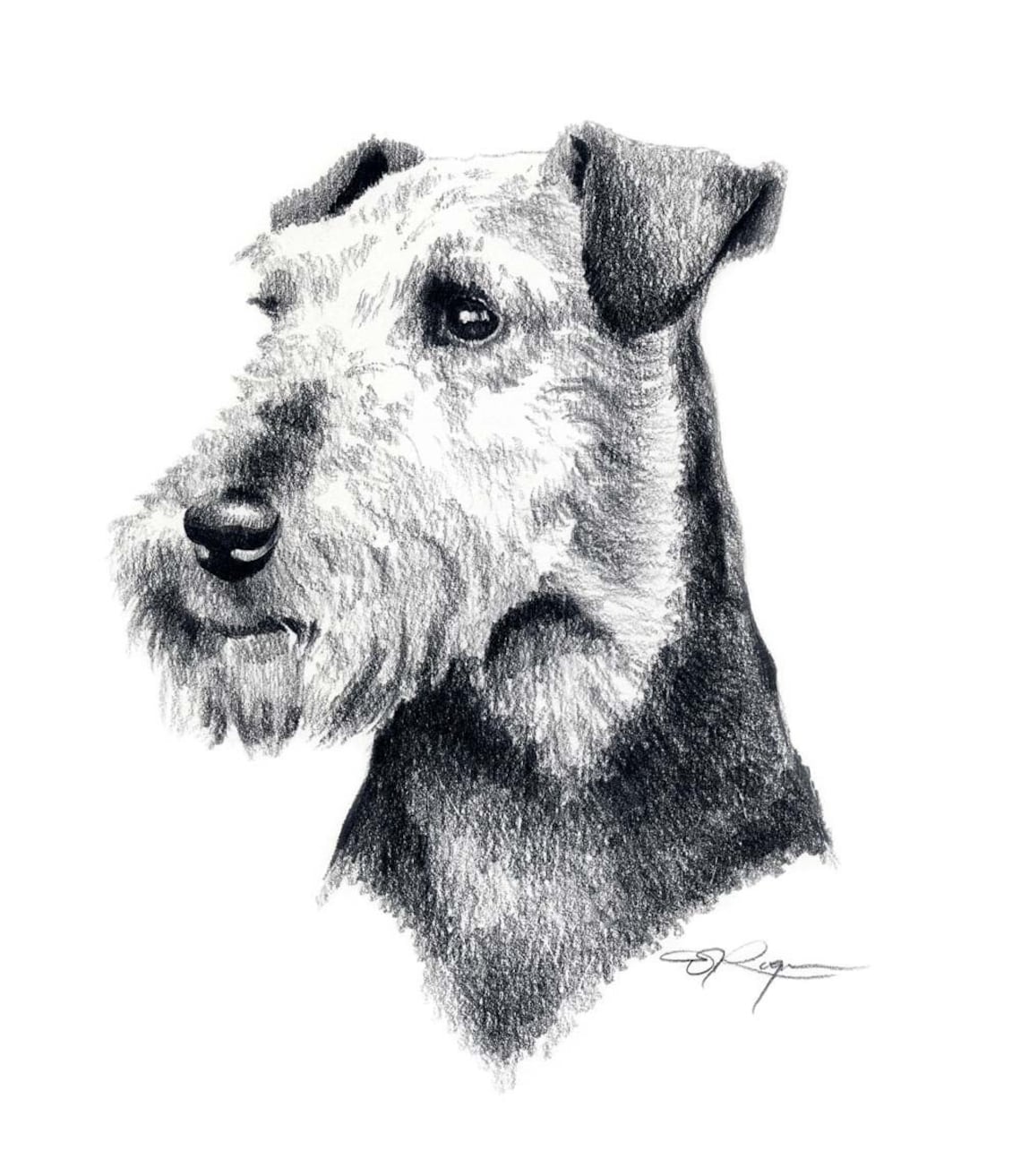 WELSH TERRIER Dog Pencil Drawing Art Print by Artist DJ Rogers Etsy