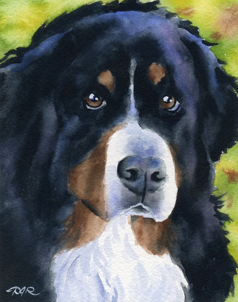BERNESE MOUNTAIN DOG Art Print by Watercolor Artist D J Rogers Etsy