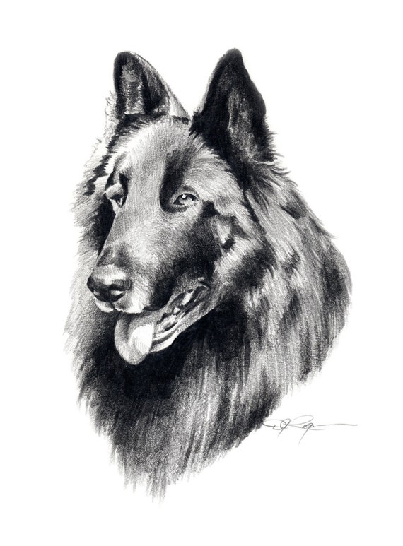 Belgian Sheepdog Kunstdruck Bleistiftzeichnung Von Kunstler Dj Etsy