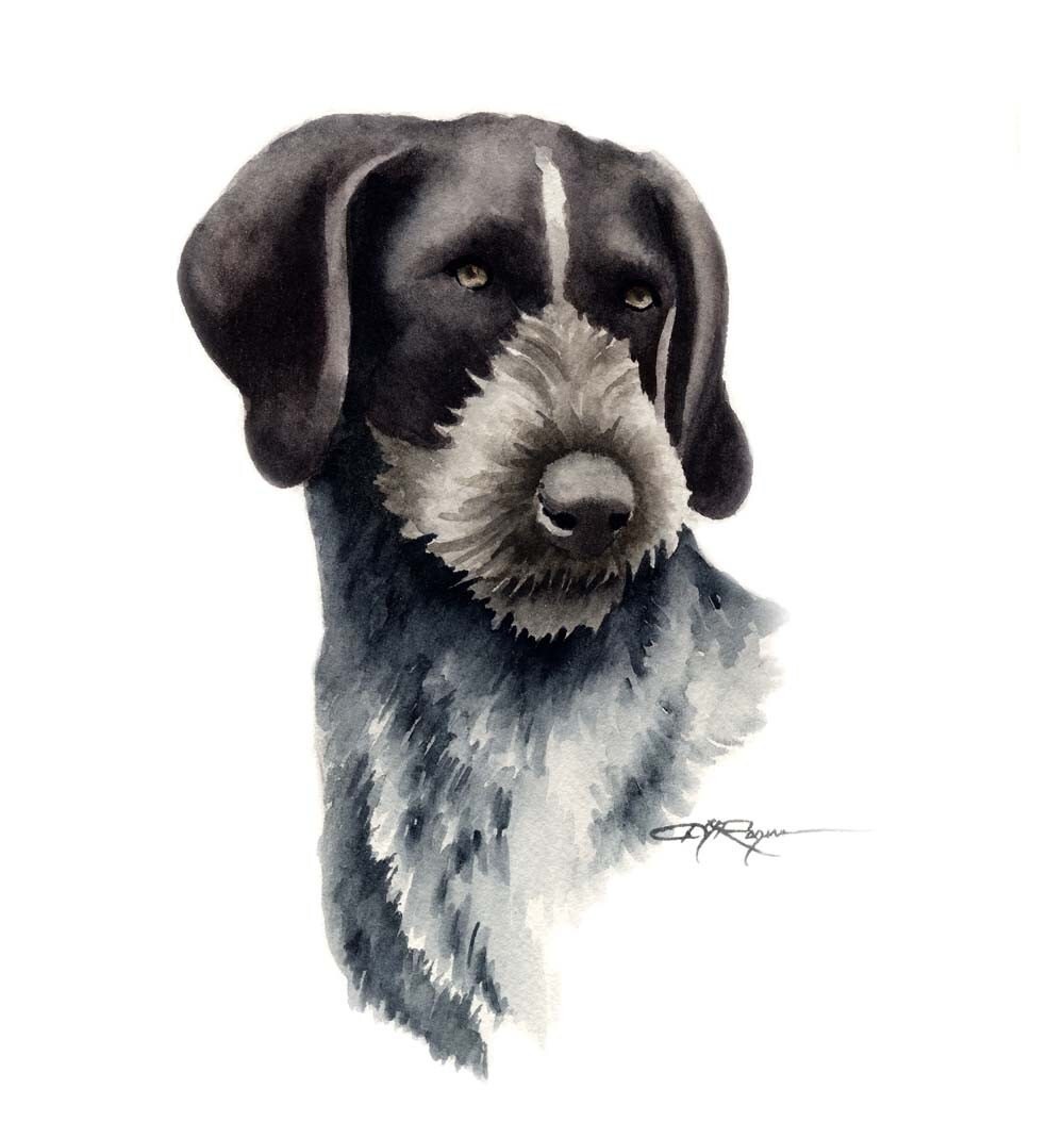 GERMAN WIREHAIRED POINTER Dog Art Print by Artist D J Rogers Etsy
