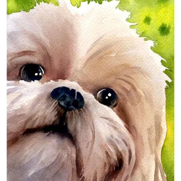 SHIH TZU Art Print by Watercolor Artist DJ Rogers