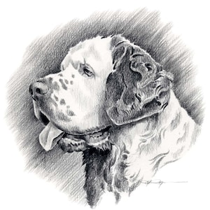 CLUMBER SPANIEL Dog Art Print by Artist DJ Rogers