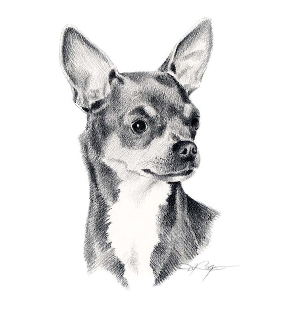 Chihuahua Dog Art Print Pencil Drawing By Artist Dj Rogers Etsy