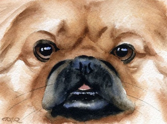 Watercolor Painting of Otis the Japanese Dog - Update 1