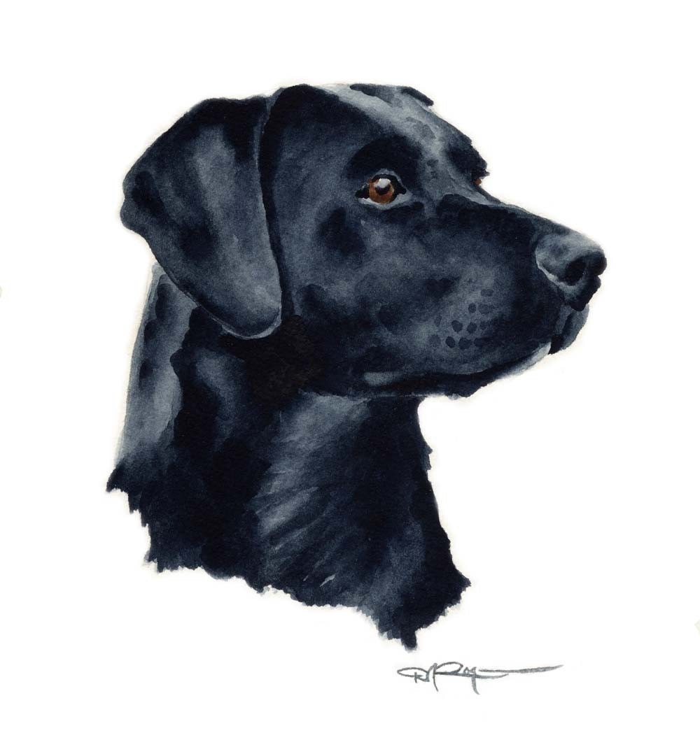 Black Lab Art Print By Watercolor Artist Dj Rogers | Etsy